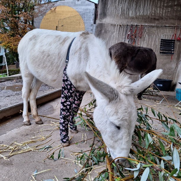 Eselin Suse beim Weide naschen