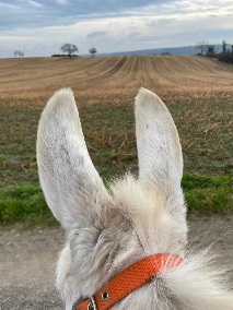 Eselin Suse mit Blick ins Grüne