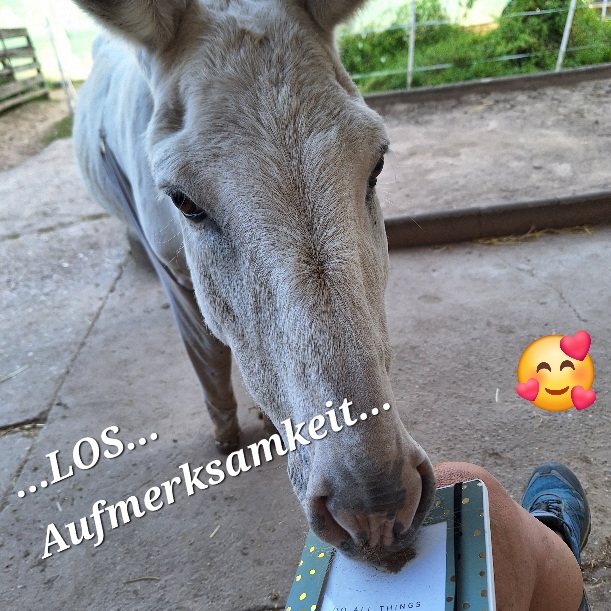 Eselin Suse möchte Aufmerksamkeit