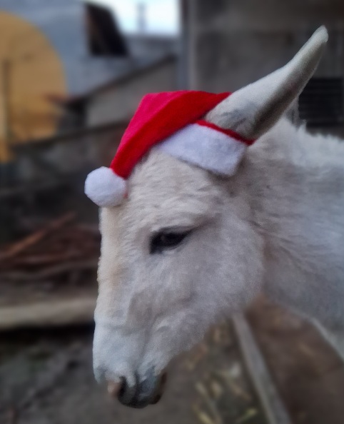 Eselin Suse wünscht frohe Weihnachten